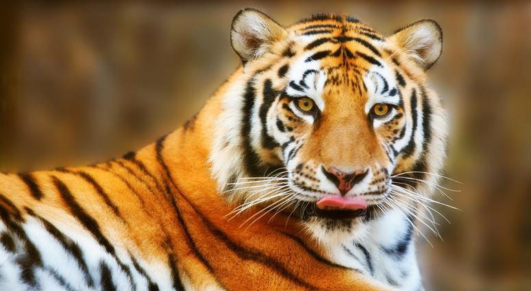 craigslist exotic pets