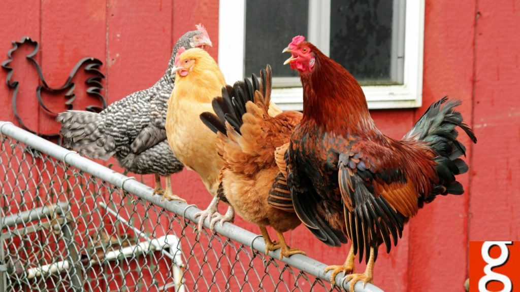 Backyard Chicken Scam Exploits Egg Crisis
